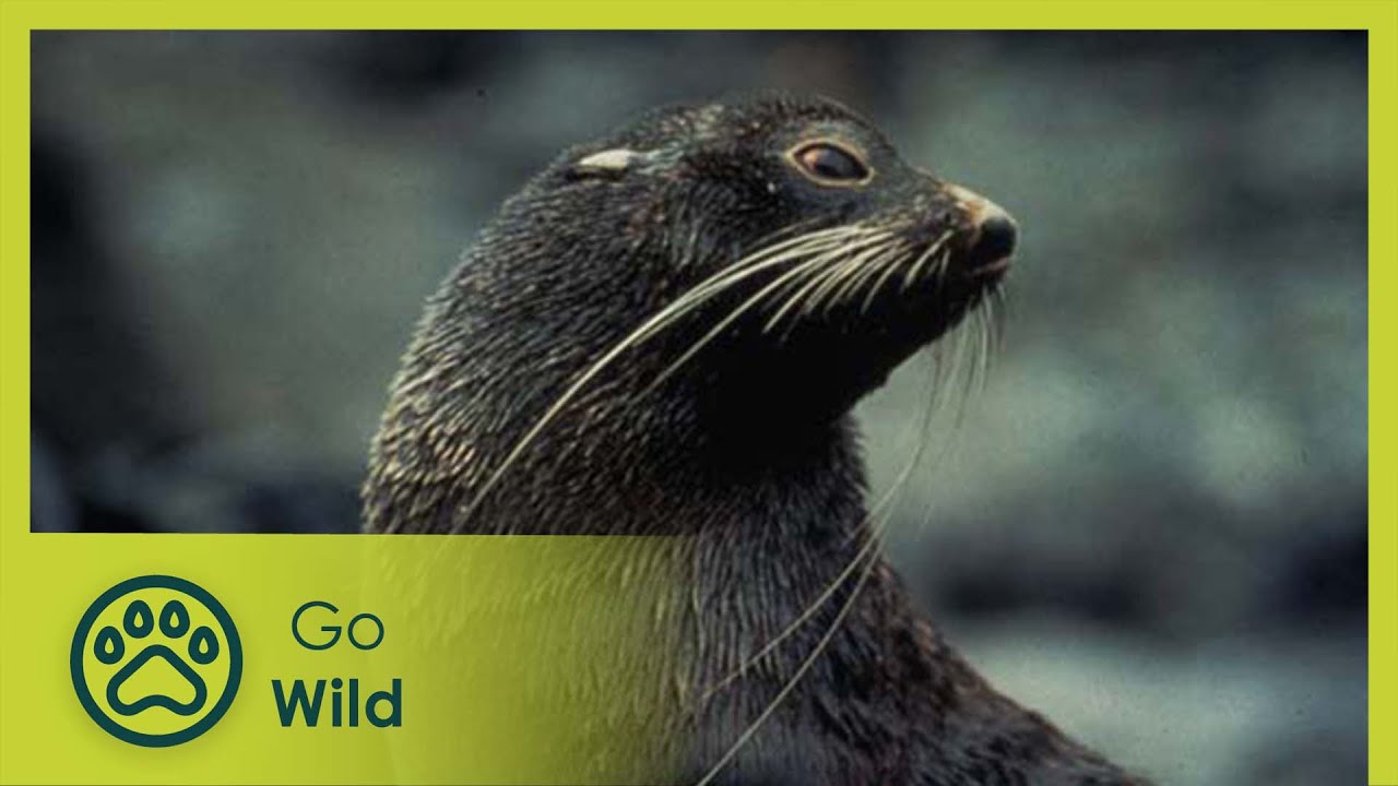 The Fur Seal Nursery - Marine Mammals 6/9