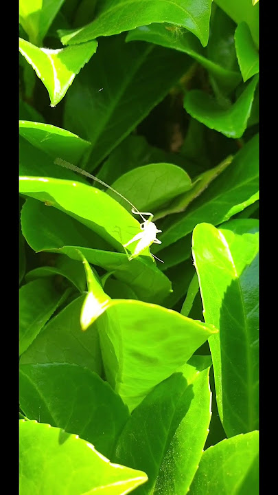 #insects #closeup #animals #shorts