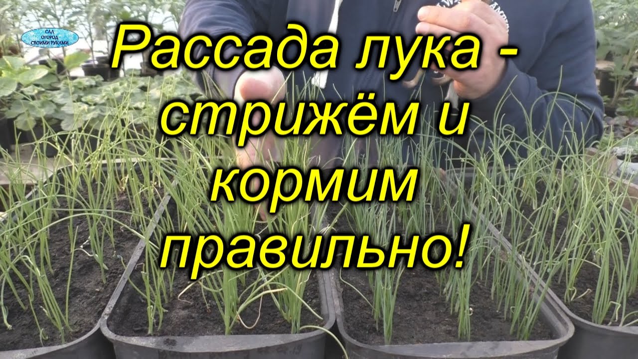 Когда и как подстригать рассаду лука из семян. Кормить или не нужно рассаду лука?