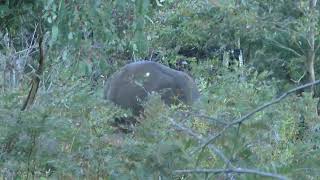 INQUISITIVE SAMBAR STAGS