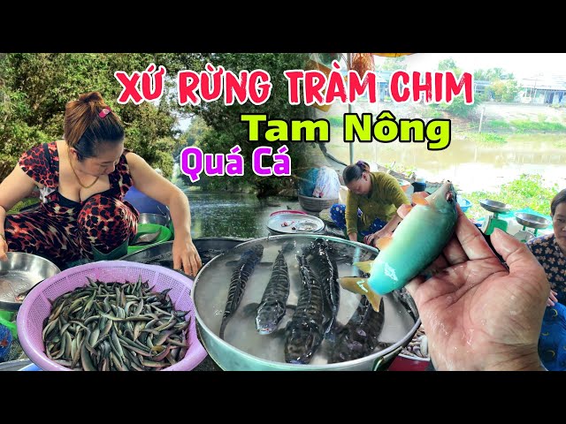 Quá trời nhiều Cá Xứ rừng TRÀM CHIM chợ Tam Nông - Du lịch vắng tanh khách đi class=