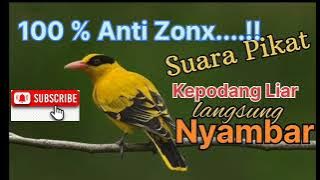 suara pikat burung kepodang 100% di jamin tidak zonx