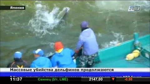 В Японии продолжаются массовые убийства дельфинов