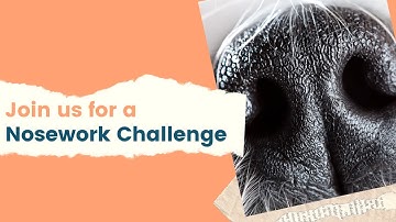 Dog Training Nosework Tutorial I