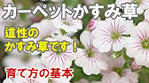 花 カスミソウの育て方 植え付け Youtube