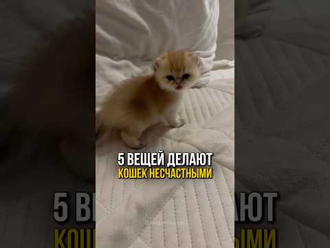 Топ 5 вещей, которые делают кошек несчастными😿