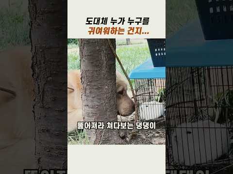 누가 누구를 귀여워하는 걸까? #귀여운강아지 #골든리트리버 #댕댕이 thumbnail