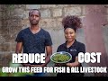 How A Young Zambian Entrepreneur Is Helping Farmers Reduce The Cost Of Feed By 50 Growing AZZOLA 
