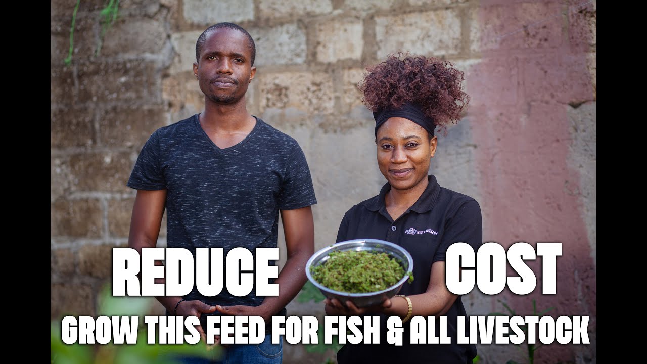 Как молодой замбийский предприниматель помогает фермерам снизить затраты на корма на 50%, выращив...