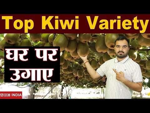 वीडियो: कीवी बेल की किस्में: जानें कीवी फल के प्रकारों के बारे में