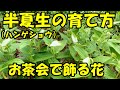 半夏生（はんげしょう）の育て方　　お茶会の花