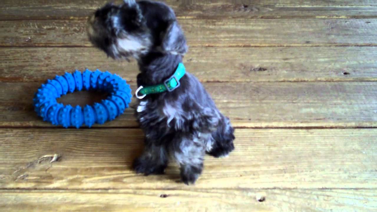 AKC MINIATURE SCHNAUZER PUPPIES
