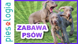 5 zasad prawidłowej zabawy psów.
