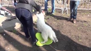 Office du Toutourisme - Ballade du-canine - dition 2015  Avallon (89)