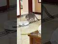 You know? 🙂 #fypシ゚viral #cat #trending #shortsvideo #viral #funny #pets