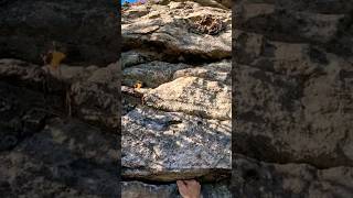 Gigantic bee hive on #Gunks climb. Tap above to see full #freesoloing video