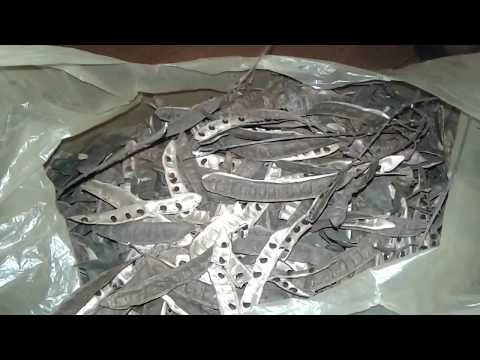 Акація Біла Як стратифікувати насіння білої акації для посіву саджанців медоносів