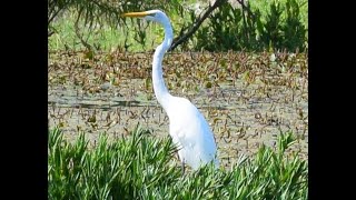 The Great Egret