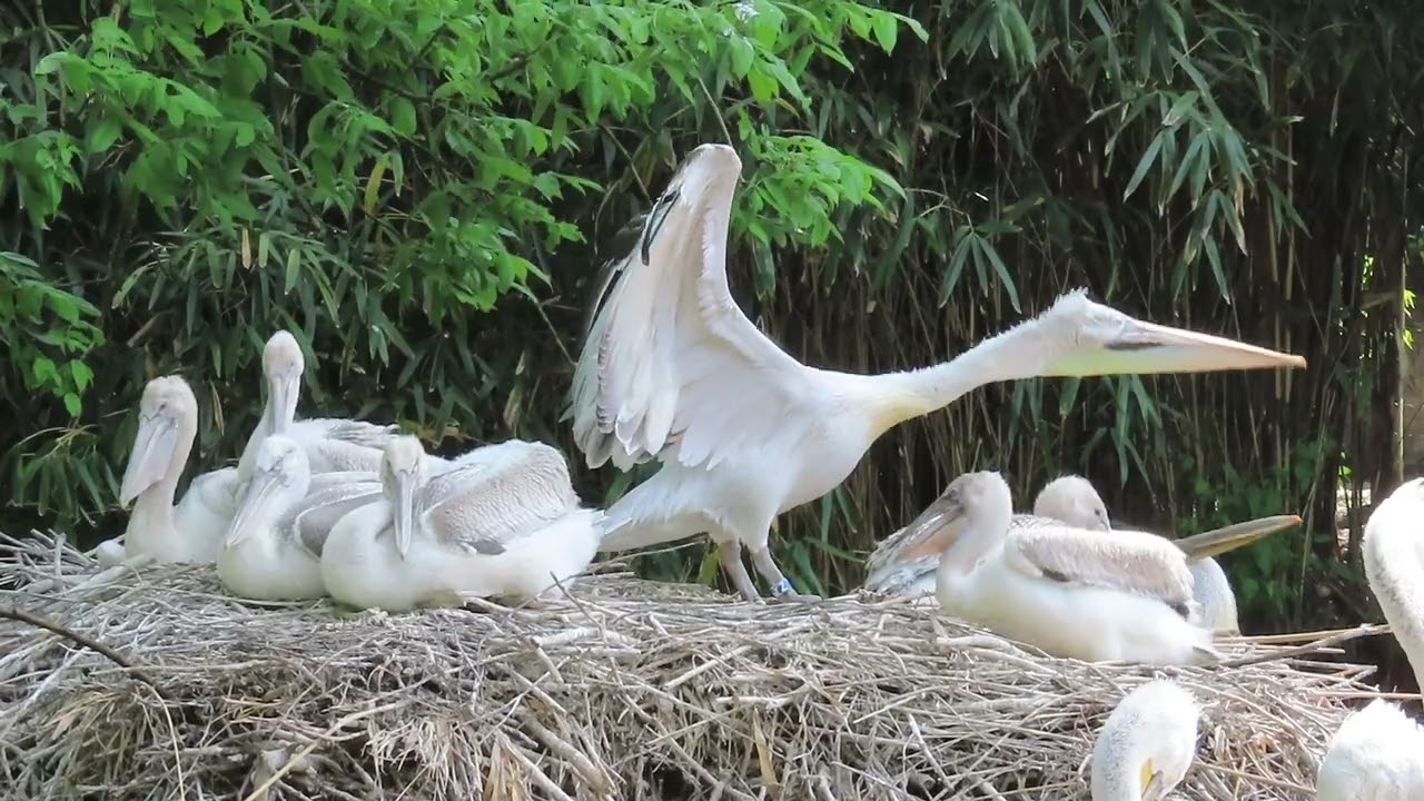 Pelikaankuikens gezellig op een super groot nest.