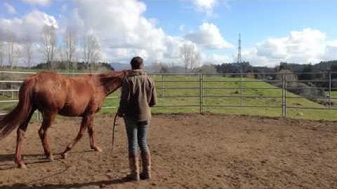 Moving the hind quarters, forequarters and circling
