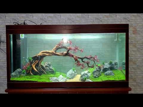 Video Ngắm Hồ thủy sinh bonsai lá đỏ với tân đế tài hồng - youtube