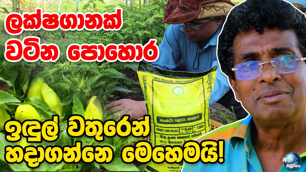 ලක්ෂගානක් වටින පොහොර ඉඳුල් වතුරෙන් හදාගන්නෙ මෙහෙමයි! - Aluth Lokaya