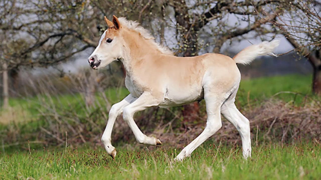 Haflinger, Horse Care and Horse Facts On The Haflinger Horses