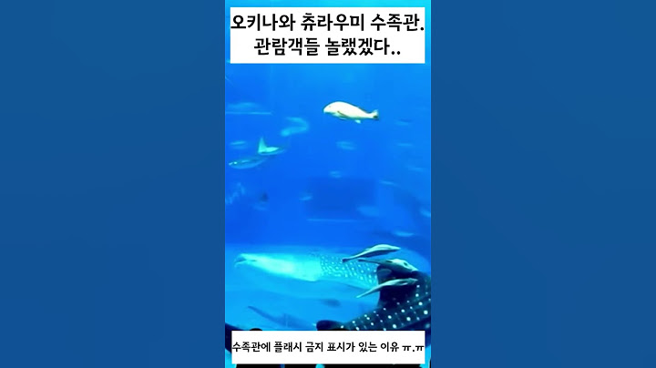오키나와 츄라우미 수족관 사고영상