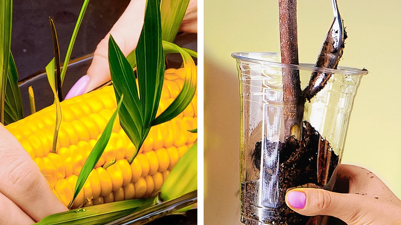 READY, SET, GROW! Awesome Plant Hacks for Your Home Garden - YouTube