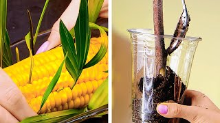 READY, SET, GROW! Awesome Plant Hacks for Your Home Garden