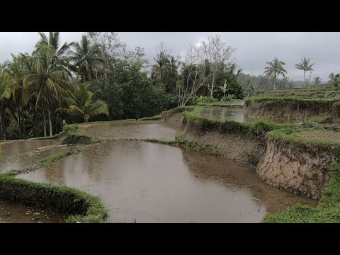 Gentle Sounds of Rain & Thunder Rumble Tropical Pond | Perfect For Sleep, Insomnia, PTSD