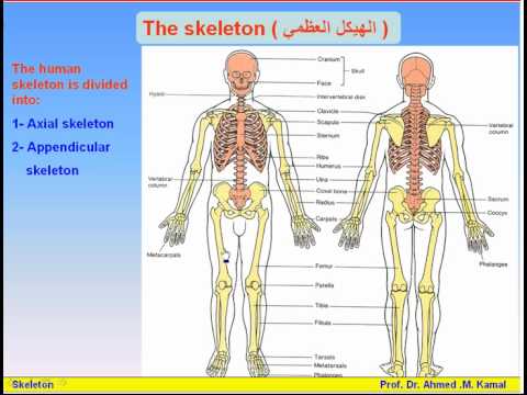 06-The Skeleton_1-Parts of The Skeleton (Anatomy Intro Dr Ahmed Kamal