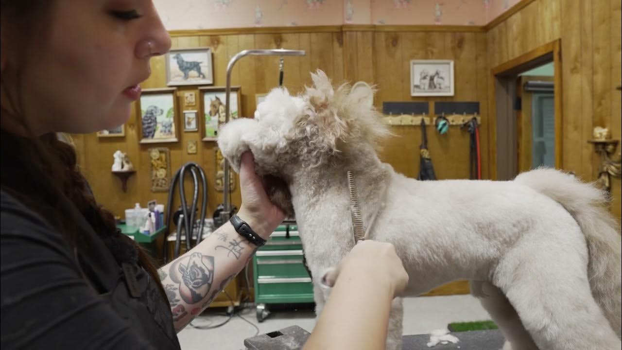 How to Trim a Dog's Neck Dog Grooming Tip w/ Rachel Colant YouTube