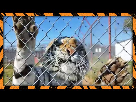leopard print "And keep the stitches small!" | WATC 156