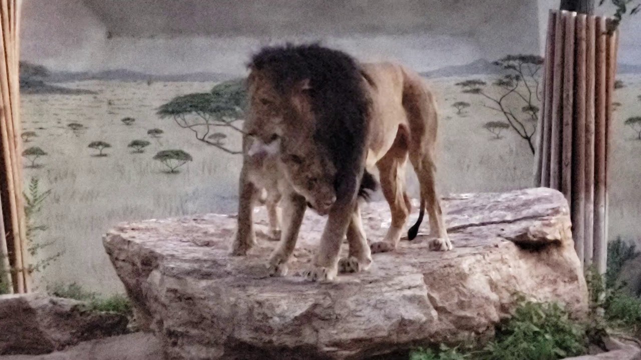 Lions Kenya and Dixie roaring at Albuquerque Biopark