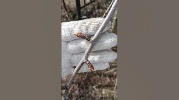 Груша Просто Мария. Медяница на груше.
