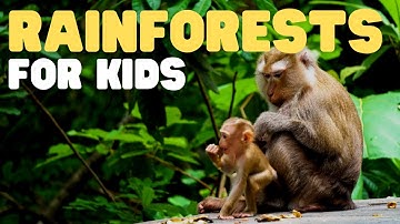 Rainforests for Kids | Learn all about the two types of rainforests