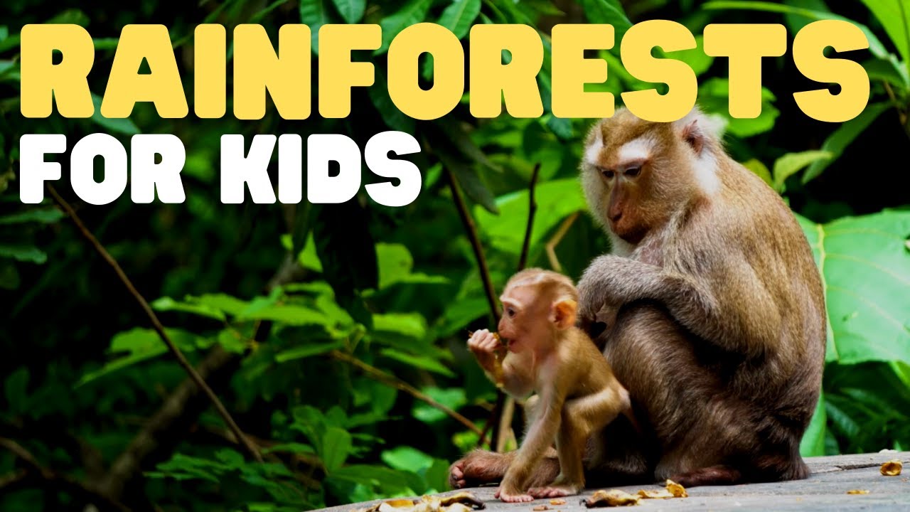 Rainforests for Kids | Learn all about the two types of rainforests -  YouTube
