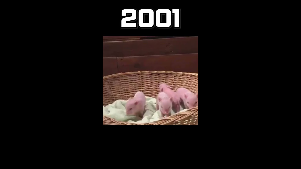 Evolution of Piggy