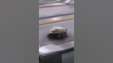 Turtle Running Fast On Treadmill!!#short