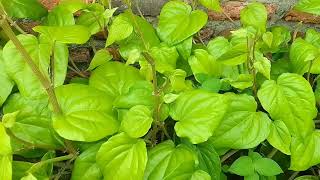 MANFAAT DAUN SIRIH HIJAU/ BENEFITS PIPER BETLE L