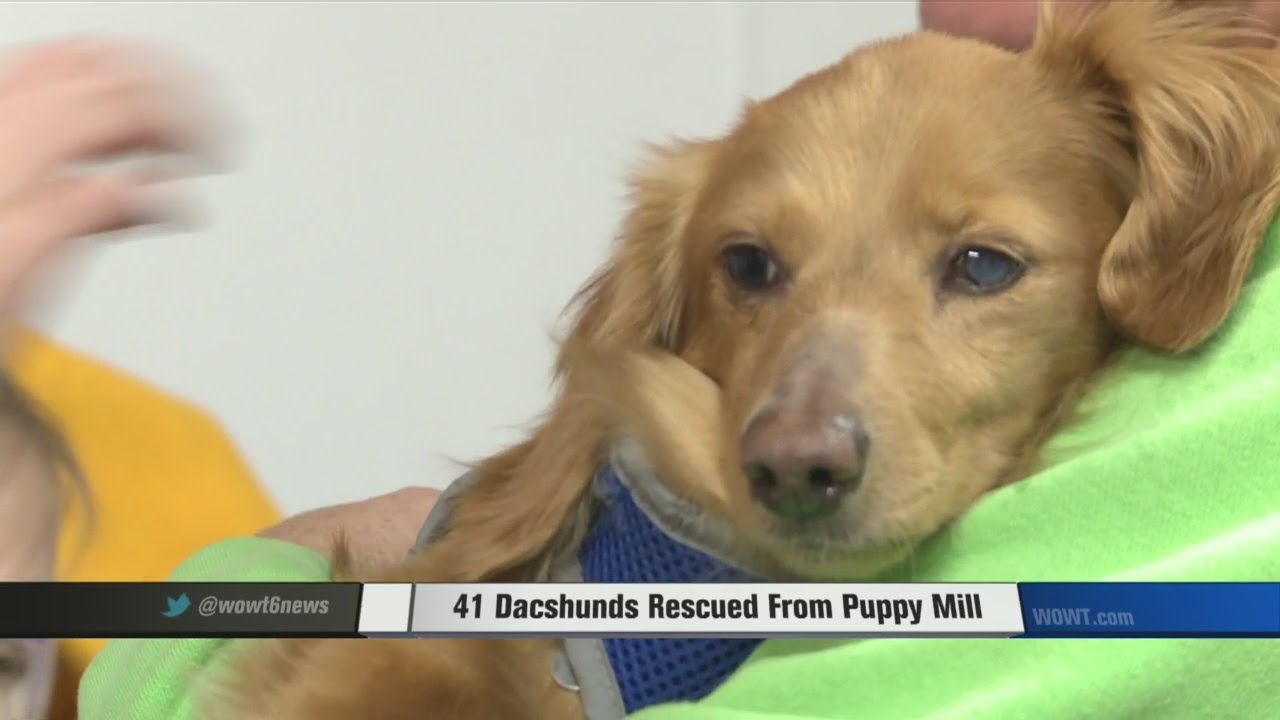 RESCUED: 41 Dachsunds Rescued From Puppy Mill