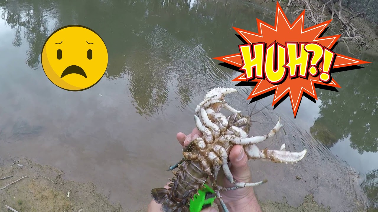 Catching crayfish with hoop nets YouTube