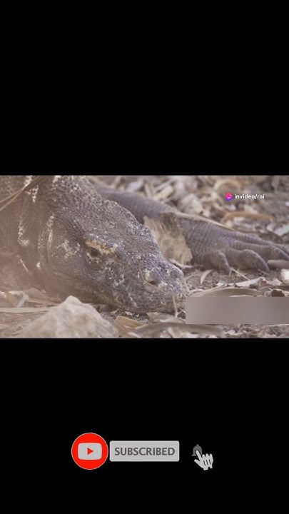WHAT do KOMODO DRAGONS EAT and HOW they eat it in 60 secs. - YouTube