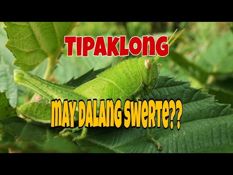 Video: Paano gumagana ang tipaklong?