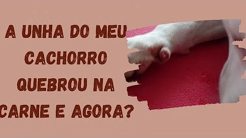 O que fazer quando o cachorro quebra?