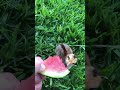 little chick love 🍉🐔🥰
