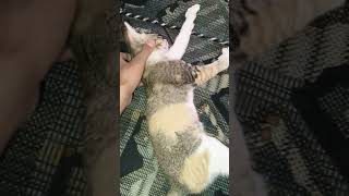cat flu