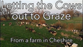 Letting the Cows out to Graze | Feb 2019