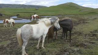 ISLAND  Pferde